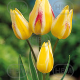 Hectarul - Bulbi de lalea Antoinette, 5 bulbi